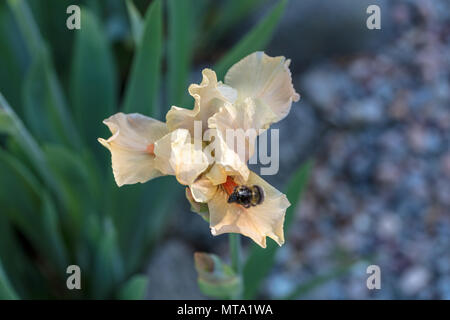 'Edward di Windsor' alti Iris barbuto, Skäggiris (Iris germanica) Foto Stock