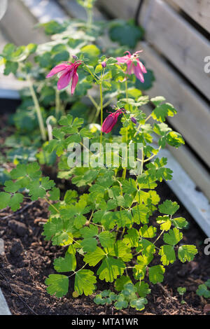 "Rosa e avorio " Aquilegia ibrido, Guldakleja (Aquilegia hybrida) Foto Stock