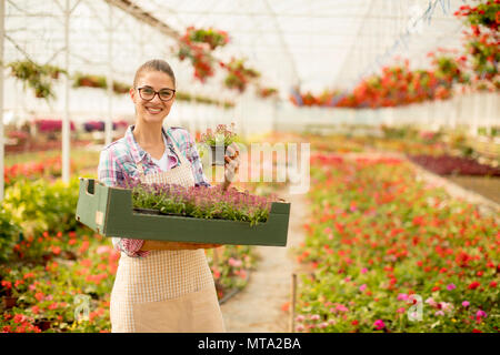 Piuttosto giovane donna in possesso di una scatola piena di fiori di primavera in serra Foto Stock