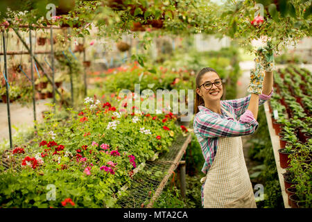 Piuttosto giovane donna che lavorano con fiori di primavera in serra Foto Stock