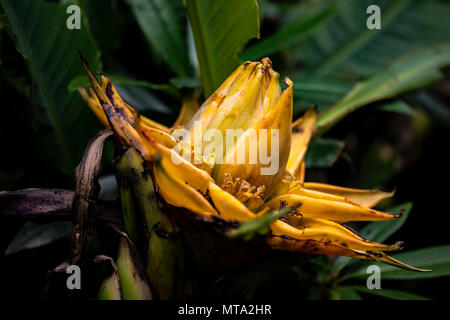 Vista in Golden Lotus Banana (Musella lasiocarpa) Foto Stock