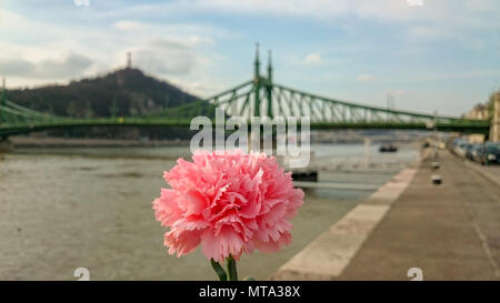 Di un bel colore rosa del garofano Dianthus caryophyllus contro la vista della città a Budapest, Ungheria. Messa a fuoco selettiva. Foto Stock