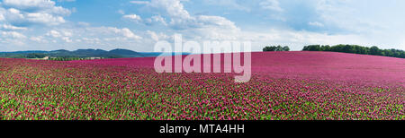 Panorama di primavera della fioritura crimson trifogli. Trifolium incarnatum. Bellissima vista panoramica campo di trifoglio rosso. Visione idilliaca, colline, foresta sull orizzonte. Foto Stock
