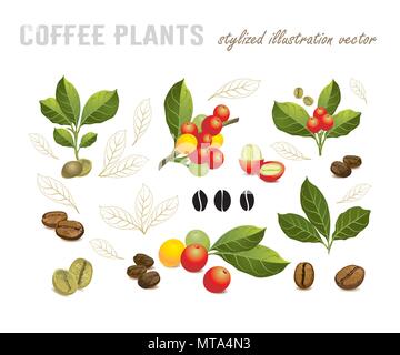 Raccolta di chicchi di caffè su un ramo di albero di caffè, mature e frutti immaturi isolati su sfondo bianco Illustrazione Vettoriale