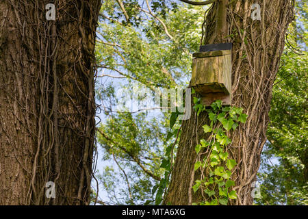 27 maggio 2018   una bat box altissimo in una crepa willow tree entro Bruche Park, Warrington, Cheshire, Inghilterra, Regno Unito Foto Stock