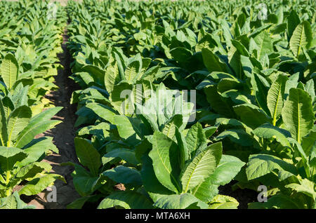 La piantagione di tabacco campo. Nicotiana tabacum Foto Stock