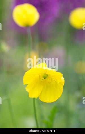 Meconopsis cambrica crescendo in un cottage inglese il giardino. Foto Stock