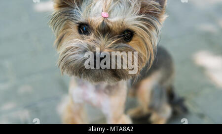 Close up divertente cucciolo Yorkshire Terrier in su un marciapiede in un parco alla ricerca di una fotocamera. Foto Stock