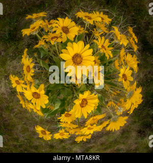 Cluster rotonda di fiori selvatici che sono di colore giallo in natura Foto Stock