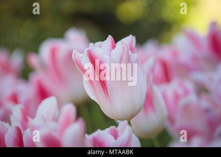 Tulip fiore di primavera Foto Stock