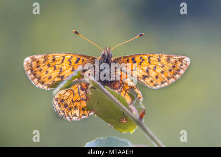 Fritillary mirtillo palustre (Boloria aquilonaris) visto dal lato inferiore durante il riscaldamento ali in sun. Questa è una specie gravemente minacciate specie di farfalla nel Foto Stock