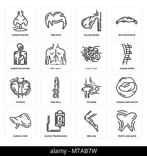 Set di 16 semplici icone modificabile come denti e gengive, uomini Gamba, trasfusione di sangue, il fegato umano, Lingua bocca, narice, sistema digestivo, tiroide, sci Illustrazione Vettoriale