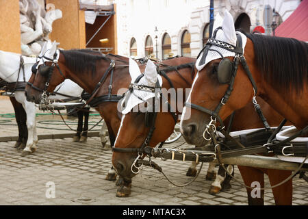 Coppia carrelli A cavalli in attesa per i turisti al cancello principale al Palazzo di Hofburg di Vienna in Austria Foto Stock