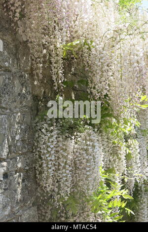 Questo incredibile glicine bianco era in piena fioritura a metà maggio, in corrispondenza del bordo del parcheggio a Ightham Mote, National Trust moated Manor House nel Kent. Foto Stock