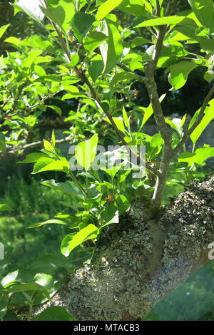 I rami di questo nodose vecchio albero di Apple sono coperti da licheni; nel frutteto a Ightham Mote, una proprietà del National Trust vicino a Sevenoaks, Kent Foto Stock