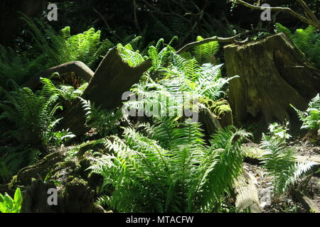 Una foto del Stumpery in terreni di Ightham Mote, National Trust medievale, moated manor house vicino a Sevenoaks, Kent Foto Stock