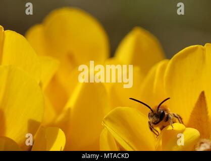 Un esemplare di ape solitaria Andrena haemorrhoa (o arancione-tailed Mining Bee, o presto Mining Bee) visitando le teste dei fiori di ginestre. Foto Stock