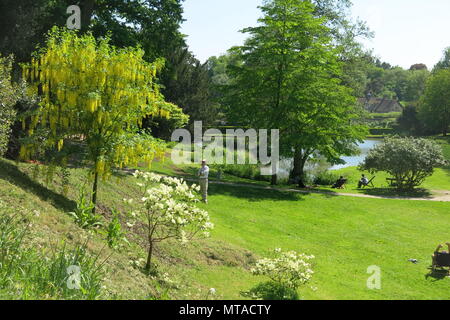 Questo il Maggiociondolo albero era in pieno fiore con lunghe e belle racemi di fiori gialli, nella motivazione di Ightham Mote a metà maggio Foto Stock