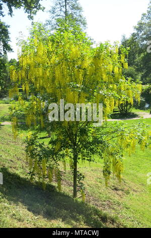 Questo il Maggiociondolo albero era in pieno fiore con lunghe e belle racemi di fiori gialli, nella motivazione di Ightham Mote a metà maggio Foto Stock