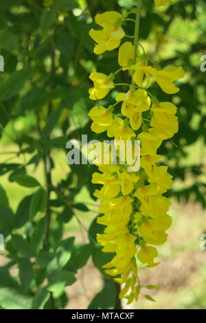 Questo il Maggiociondolo albero era in pieno fiore con lunghe e belle racemi di fiori gialli, nella motivazione di Ightham Mote a metà maggio Foto Stock