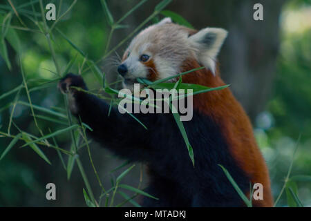 Panda rosso in Birmingham Wildlife Conservation Park Foto Stock