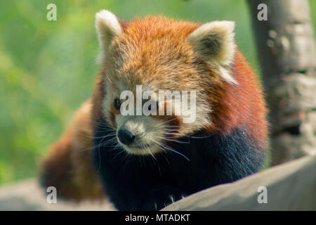 Panda rosso in Birmingham Wildlife Conservation Park Foto Stock