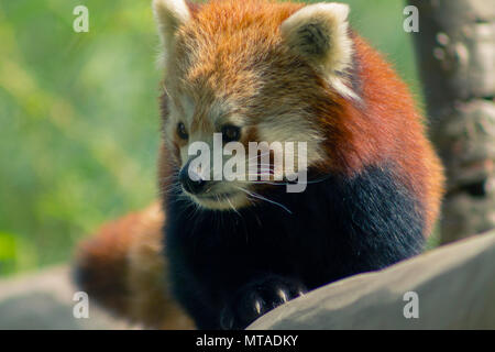 Panda rosso in Birmingham Wildlife Conservation Park Foto Stock