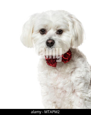 Cane Maltese a bow tie contro uno sfondo bianco Foto Stock