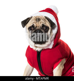 Pug in Santa suit contro uno sfondo bianco Foto Stock