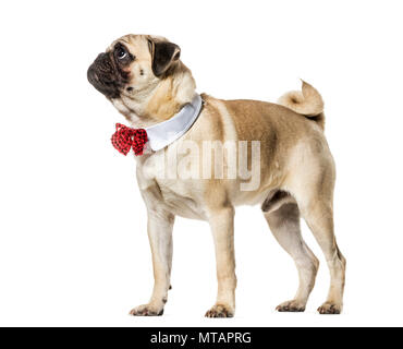 Pug in rosso il filtro bow tie cercando contro uno sfondo bianco Foto Stock