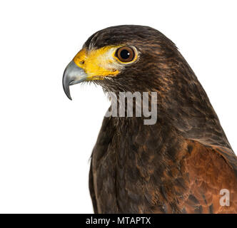 Profilo di Harris's hawk, Parabuteo unicinctus, contro uno sfondo bianco Foto Stock