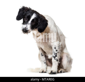 Mixed-breed dog sitter contro uno sfondo bianco Foto Stock