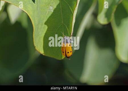 Quattro macchiato il coleottero di foglia o pioppo variante con sei punti clytra latina quadripunctata o chrysomela populi alimentazione su un albero di giuda leaf in Italia Foto Stock