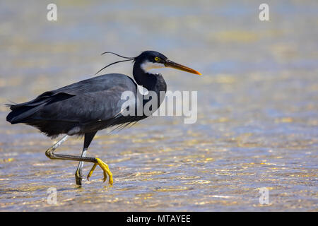 Reef Heron (nero morph) in Ras Mohammed Parco Nazionale - Western reef heron - Egretta gularis - western reef garzetta Foto Stock