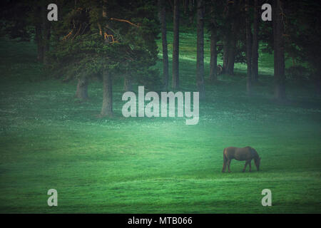 Mystic sunrise oltre la montagna sognante. Wild Horse il pascolo di erba fresca nel prato. La Bulgaria, Europa Foto Stock