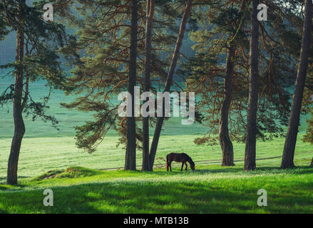 Mystic sunrise oltre la montagna sognante. Wild Horse il pascolo di erba fresca nel prato. La Bulgaria, Europa Foto Stock