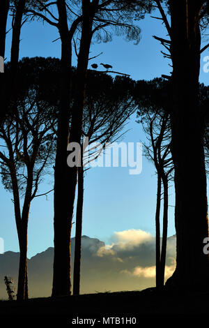 Silhouette di oche in gomma blu eucalipto Foto Stock