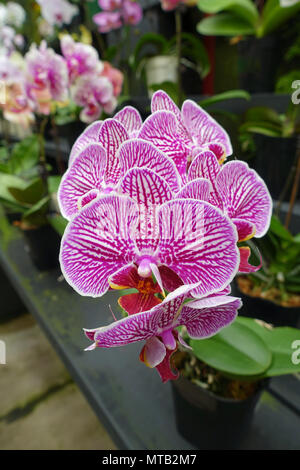 Phalaenopsis orchidee o noto come falena Orchidee Foto Stock