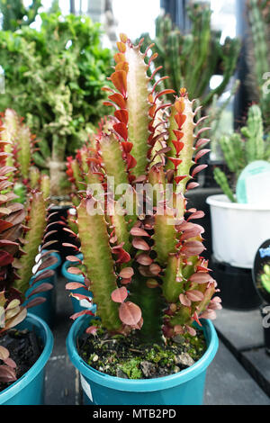 Euphorbia trigona Rubra o noto come latte africana Tree Foto Stock