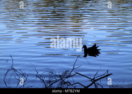 Dusky (Moorhen Gallinula Tenebrosa) Nuoto su Currumbin Creek Foto Stock