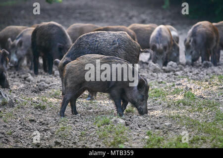 Allevamento di maiali selvatici il radicamento nella foresta per alimenti Foto Stock