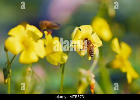 Il miele delle api per raccogliere il polline dal giallo dei fiori di gelsomino Foto Stock