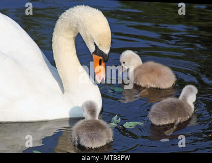 Due giorni di età baby Cigni aventi la loro prima nuotata con la madre nelle vicinanze Foto Stock