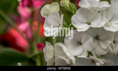 Bella bianca perenne primrose o primula o primula polyanthus fiori nel giardino di primavera. Foto Stock