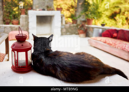 Rivolta verso il retro nero gatto randagio in appoggio e fissando la veranda di una casa di campagna Foto Stock