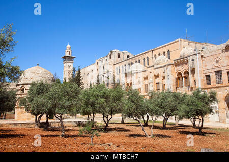 Giardino con olive all'interno del Monte del Tempio (Har Ha-Bayit) nella Città Vecchia di Gerusalemme. Israele Foto Stock