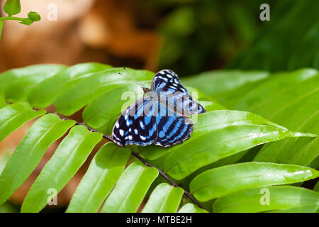 Blu esotico farfalla sulla foglia in ambiente naturale in Belize. Foto Stock