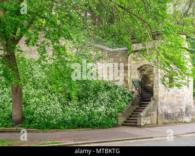 Mucca prezzemolo sulle rive della parete della città all'ingresso a Baile Hill York Yorkshire Inghilterra Foto Stock