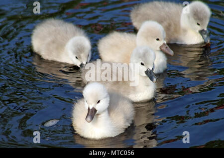 Due giorni di età baby Cigni aventi il loro primo nuotare Foto Stock