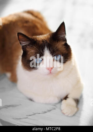 Escursioni con le racchette da neve cat ritratto Foto Stock